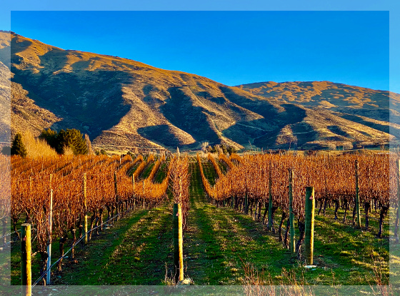 Onsite Wine Tour Guide
