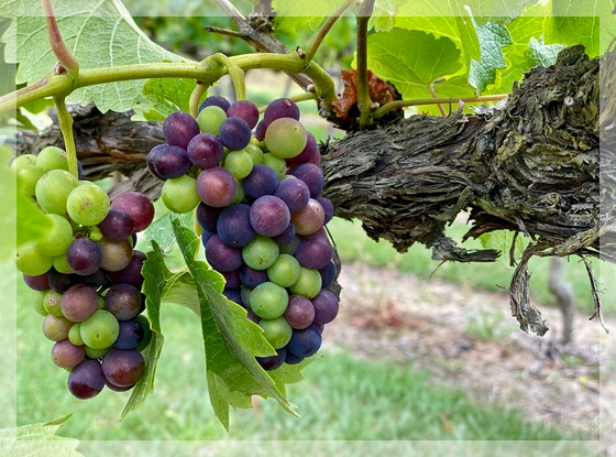 Onsite Wine Tour Guide