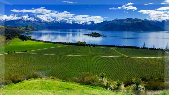 Onsite Wine Tour Guide